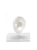 white silicone ear display for jewelry realistic earring and piercing display model